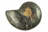 Cut & Polished Ammonite Fossil (Half) - Unusual Black Color #296297-1